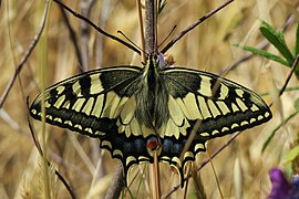 Schwalbenschwanz (Papilio machaon)