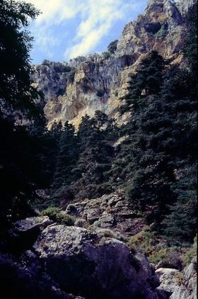 Exemplares centenários de Abies pinsapo na Sierra de las Nieves.