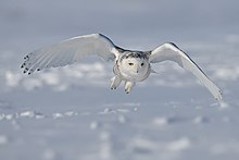 Des parades de la chouette dans CHOUETTE ET HIBOU 220px-Snowy-Owl.1