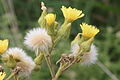 Sumpdylle (S. palustris) i Østerrike