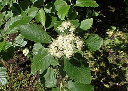 Pyreneittenpihlaja (Hedlundia mougeotii, syn. Sorbus mougeotii).