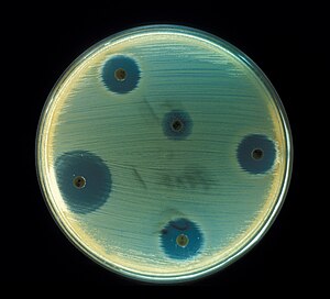 Staphylococcus aureus - Antibiotics Test plate