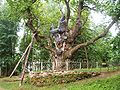 The oldest tree in the Baltic states - the Stelmužė Oak, Lithuania