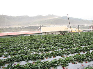 Strawberry Farm Visit