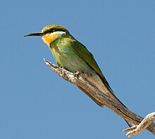 Swallowtailed bee-eater.jpg