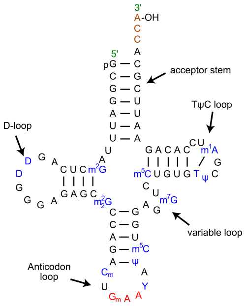 tRNA from Wikimedia commons