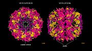 Miniatura para Thermoplasma acidophilum