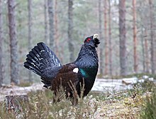 Grand Tétras dans une forêt de conifères partiellement enneigée.