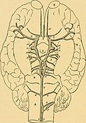 Schéma légendé d'un cerveau.