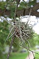 Tillandsia recurvata ("Ball moss")