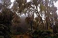 יער גשם הררי במורדות הר קניה