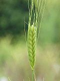 Miniatura para Triticum monococcum