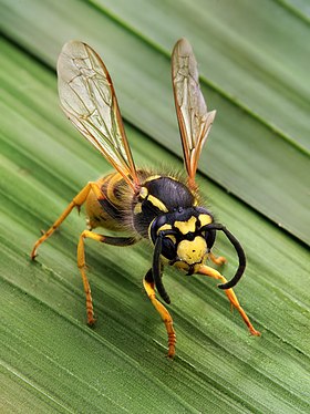 Marimbondo da espécie Vespula germanica.