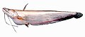 Wallago attu, a species of catfish