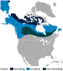 Willow Ptarmigan Lagopus lagopus distribution in North America map.png