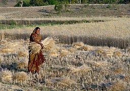 Kvinna som skördar vete i distriktet Raisen.