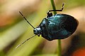 Imago (en Belgique, Hautes Ardennes).