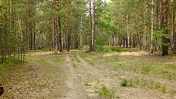 Road through a forest clearing, Yurgamyshsky District