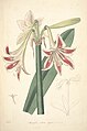 Hippeastrum vittatum