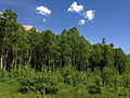 2014-06-23 14 40 42 Aspens along the Changing Canyon Nature Trail in Lamoille Canyon, Nevada.JPG