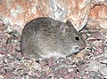 Arizona cotton rat