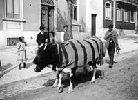 A venda do leite perigoso, 1910