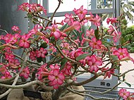 Το φυτό Adenium obesum.