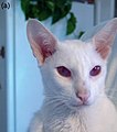 Vollständiger Albinismus bei einer Katze (Allel c)