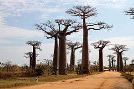 Allée des baobabs