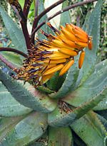 Miniatura per Aloe marlothii