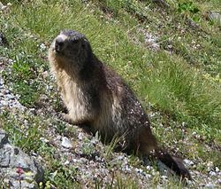 Alpine Marmot.jpg