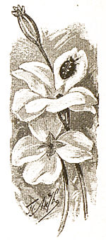 Alyonushka's Fairytales (1900). Illustration p. 121.jpg