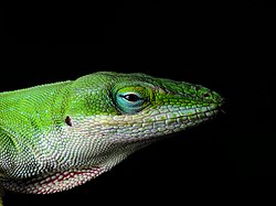 Head of a Carolina Anole