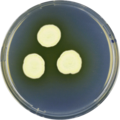 Aspergillus taichungensis growing on CYA plate