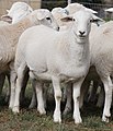 Sheep (kookendjeri)