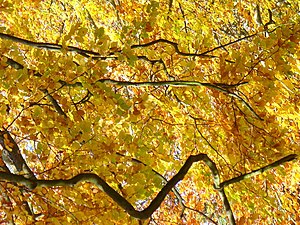 English: Autumn under a beech tr...