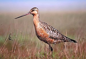 Limosa lapponica Bar-tailed Godwit. Known as '...