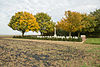 Beehive Cemetery