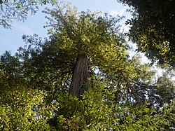 Большое дерево-Мендосинский лесной массив SP.jpg