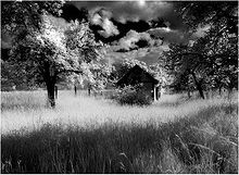 Schwarzweißfotografie von einer Hütte auf einer Wiese mit hohem Gras, umgeben von einzelnen Bäumen.