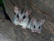Чернохвостая древесная крыса (Thallomys nigricauda) с детенышами (6854291852) .jpg