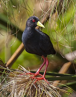 Zapornia flavirostra