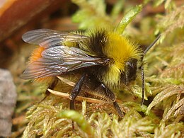 Réti poszméh (Bombus pratorum)