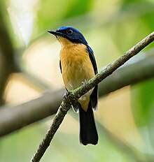 photo of a male Bornean blue flycatcher