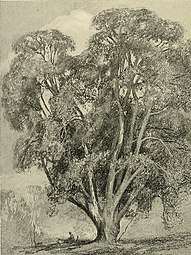 Chêne vert, illustration pour British trees (1907).