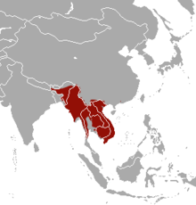 Бирмански пор-язовец зона.png