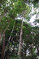 Extremamente cilíndrico - Jardim Botânico de São Paulo-SP