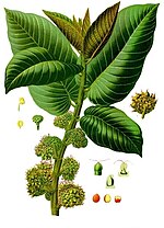 Thumbnail for Moraceae