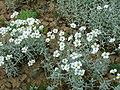 lanuga cerastio (Cerastium tomentosum)