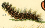 Chelis maculosa – Raupe